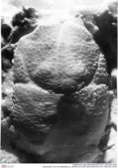 Historisches Foto von Galatheites sp. (NHMW-AFW-GEO-BACHMAYER-FOTO-1990-0041-0470)